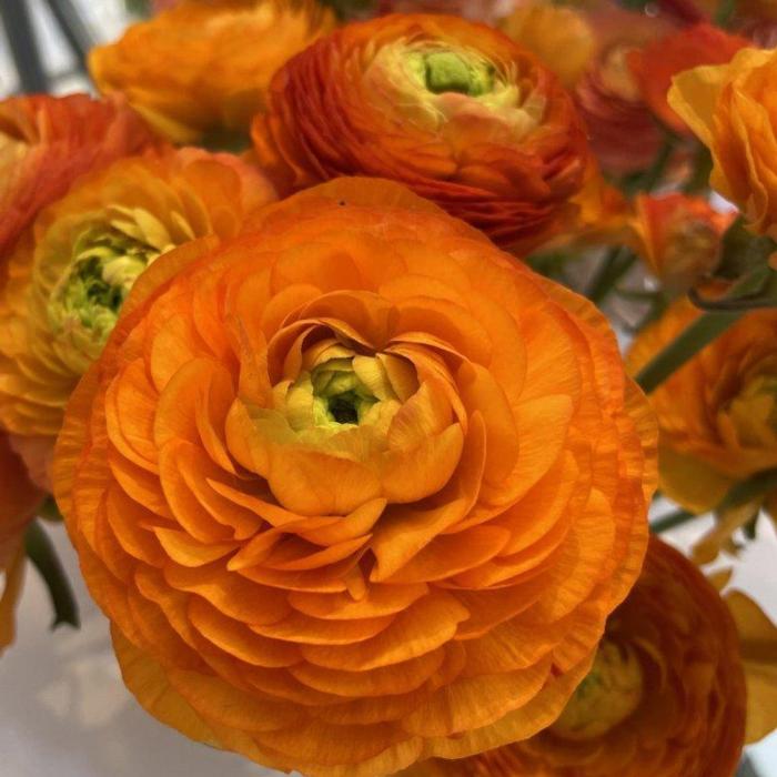 Ranunculus ELEGANCE 'Clementine' plant