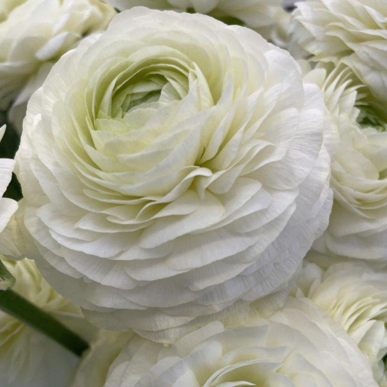 Ranunculus ELEGANCE 'Crema' plant