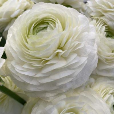 ranunculus-elegance-crema