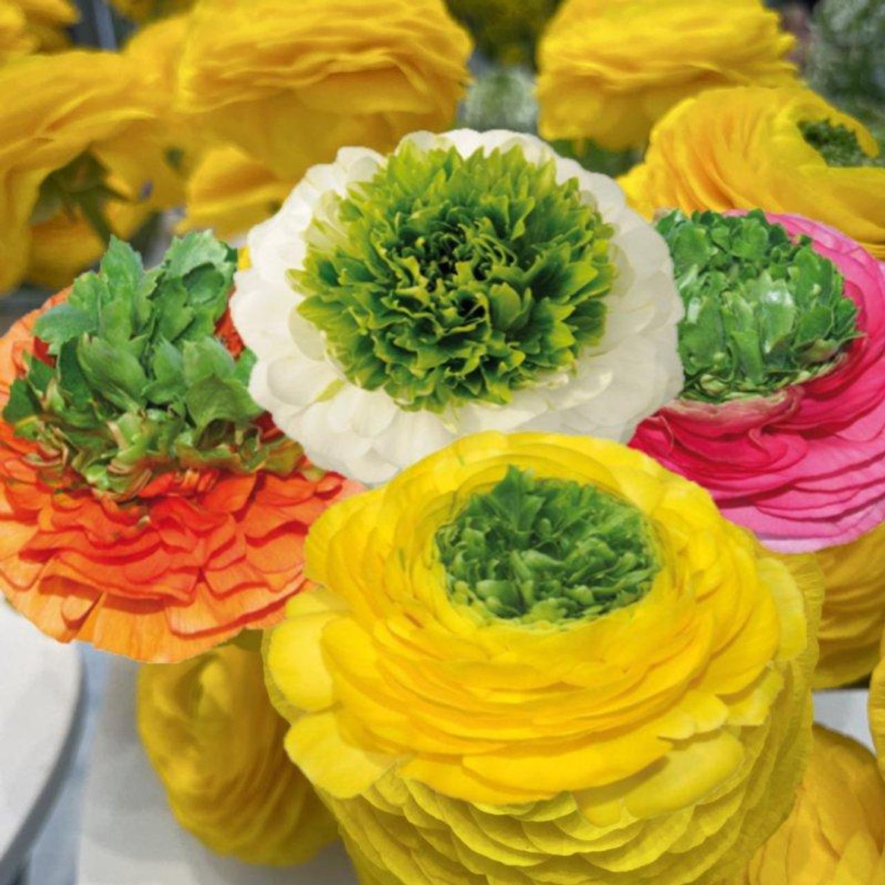 ranunculus-elegance-festival-mix Ranunculus ELEGANCE 'Festival Mix' plant