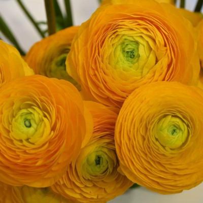 ranunculus-elegance-giallo