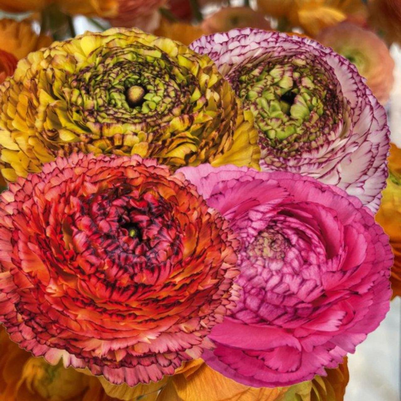 Ranunculus ELEGANCE 'Pastello Striato' plant