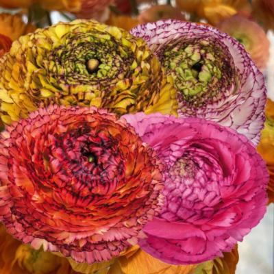 ranunculus-elegance-pastello-striato