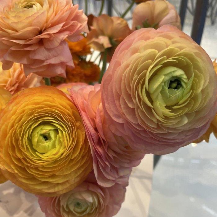 Ranunculus ELEGANCE 'Pastello' plant