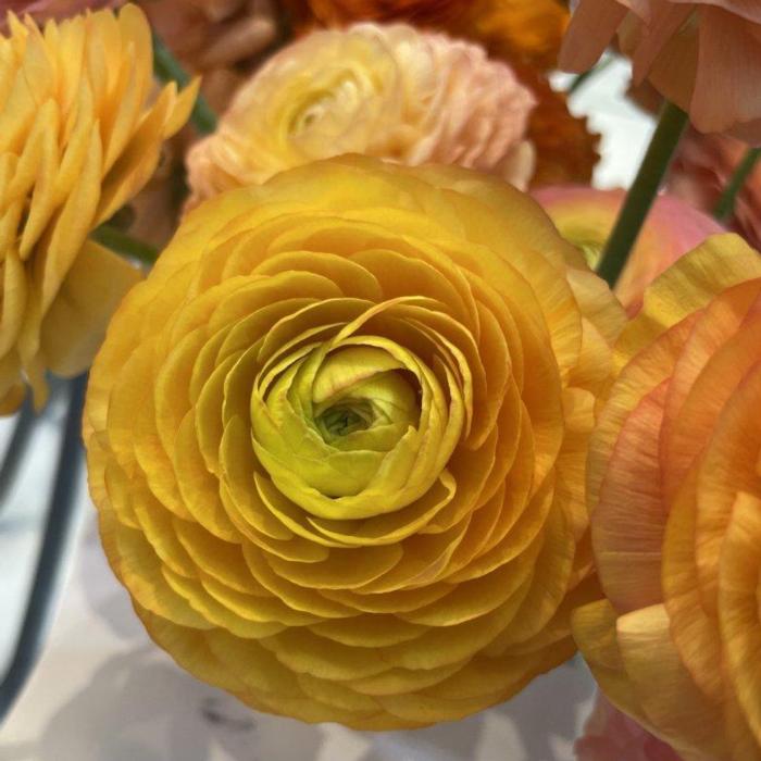 Ranunculus ELEGANCE 'Pastello' plant