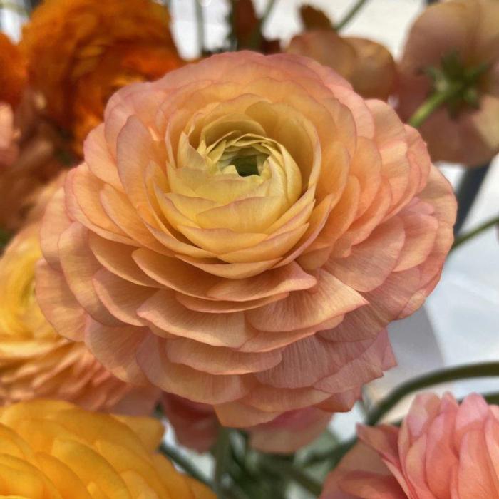 Ranunculus ELEGANCE 'Pastello' plant