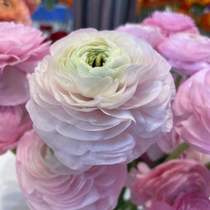 Ranunculus ELEGANCE 'Rosa Chiaro' plant