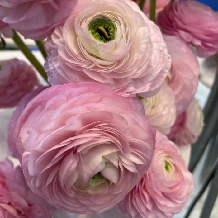 Ranunculus ELEGANCE 'Rosa Chiaro' plant