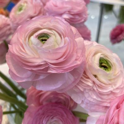 ranunculus-elegance-rosa-chiaro