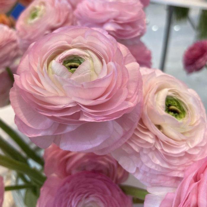 Ranunculus ELEGANCE 'Rosa Chiaro' plant