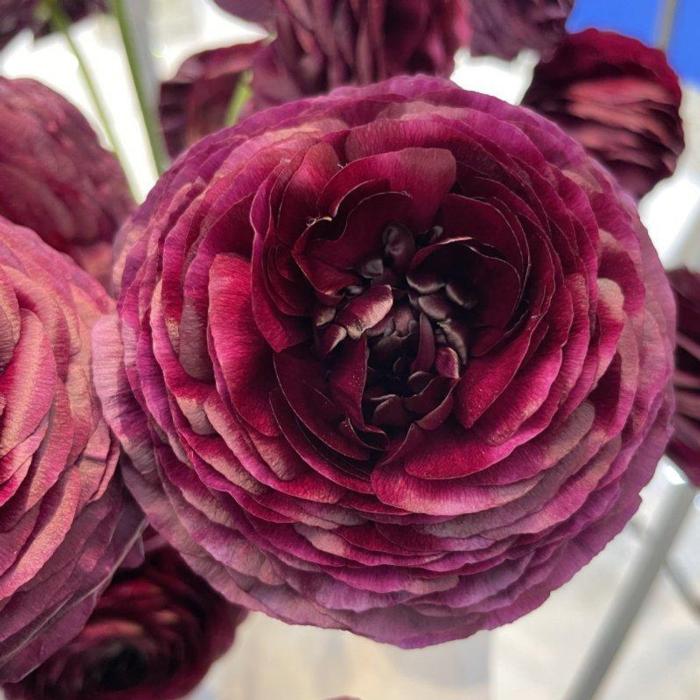 Ranunculus ELEGANCE 'Viola' plant