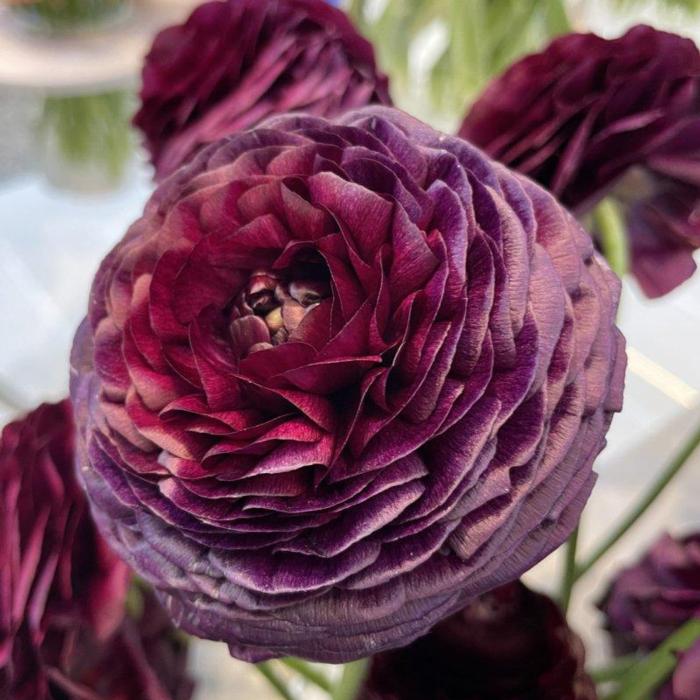 Ranunculus ELEGANCE 'Viola' plant