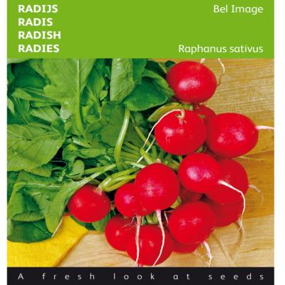 raphanus-sativus-bel-image