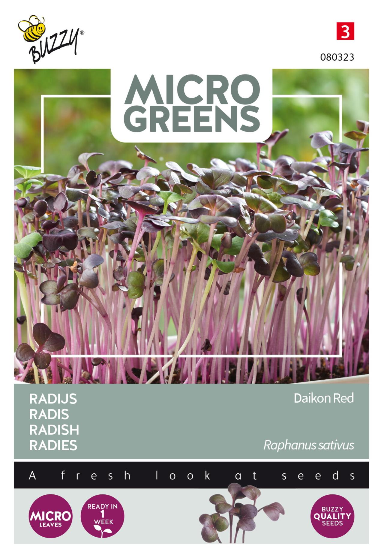 Raphanus sativus 'Rode Daikon' (microgreens) plant