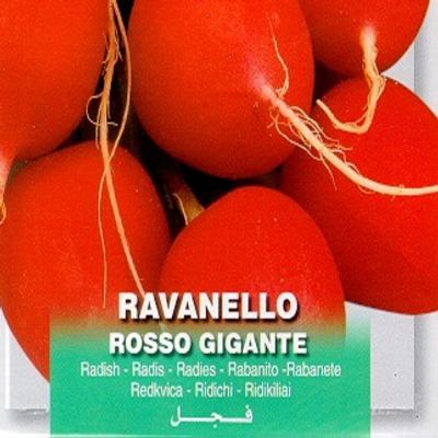 raphanus-sativus-rosso-gigante