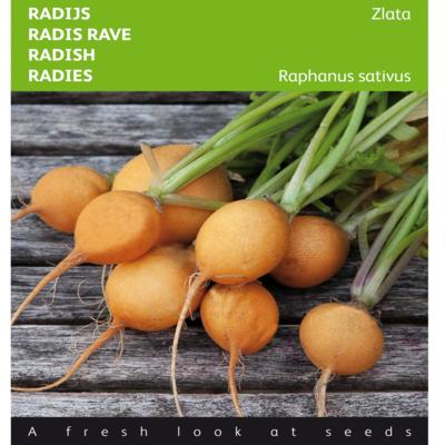 raphanus-sativus-var-sativus-zlata