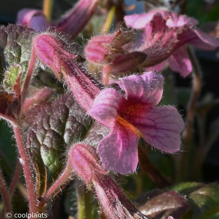 Rehmannia henryi plant