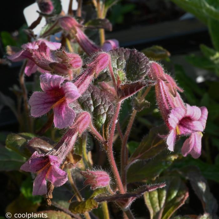 Rehmannia henryi plant