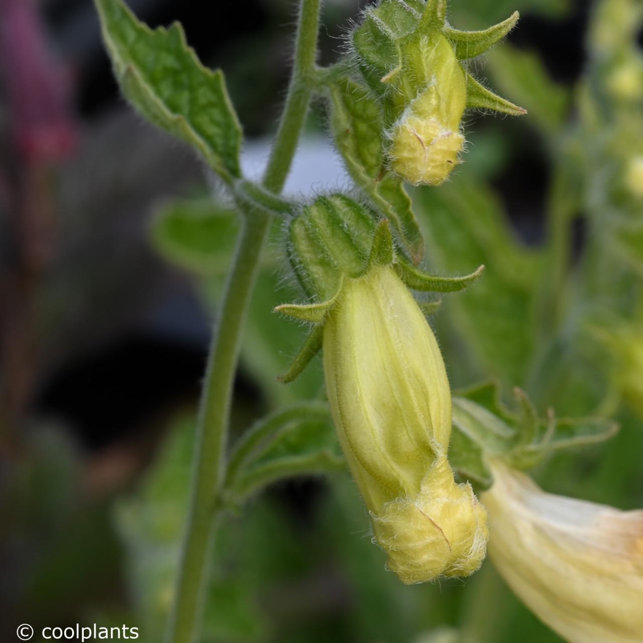 Rehmannia 'Polina S' plant