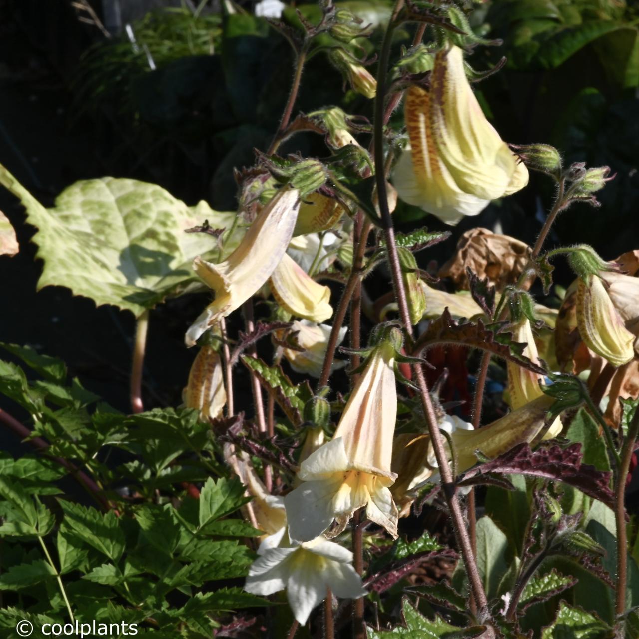 Rehmannia 'Schneetiger' plant