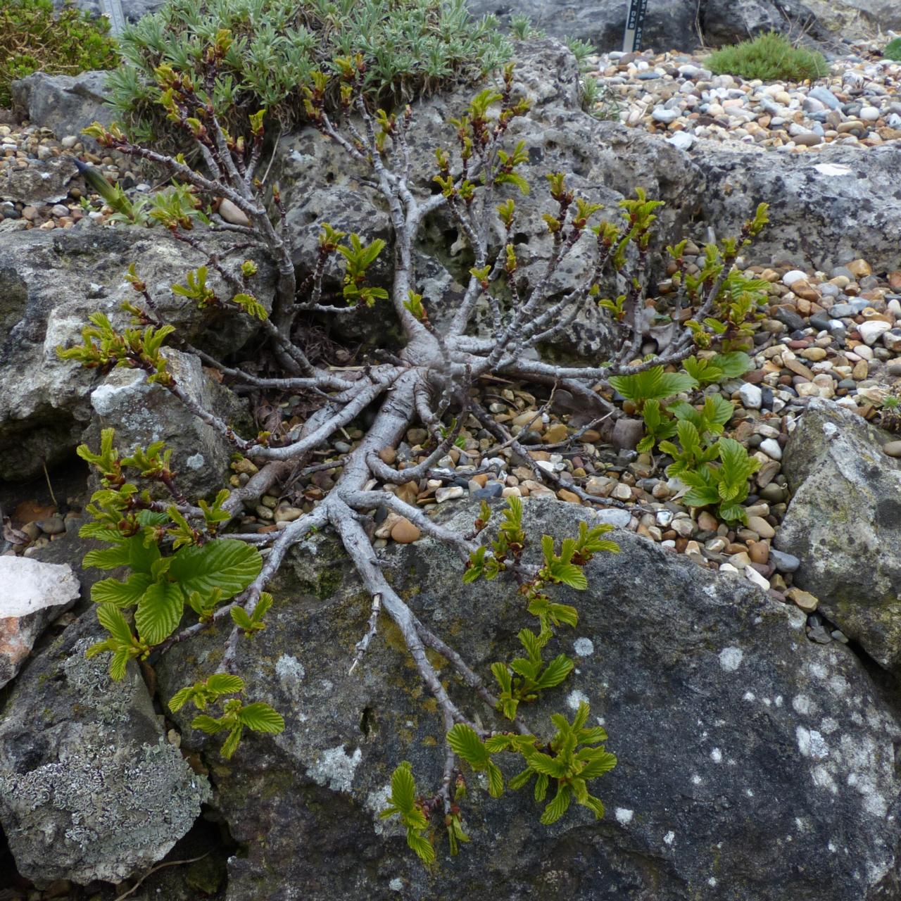 Rhamnus microcarpa plant