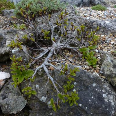 rhamnus-microcarpa