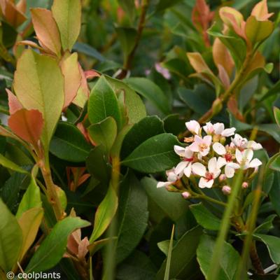 rhaphiolepis-x-delacourii-coates-crimson