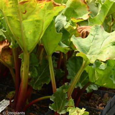 rheum-rhabarbarum-poultons-pride