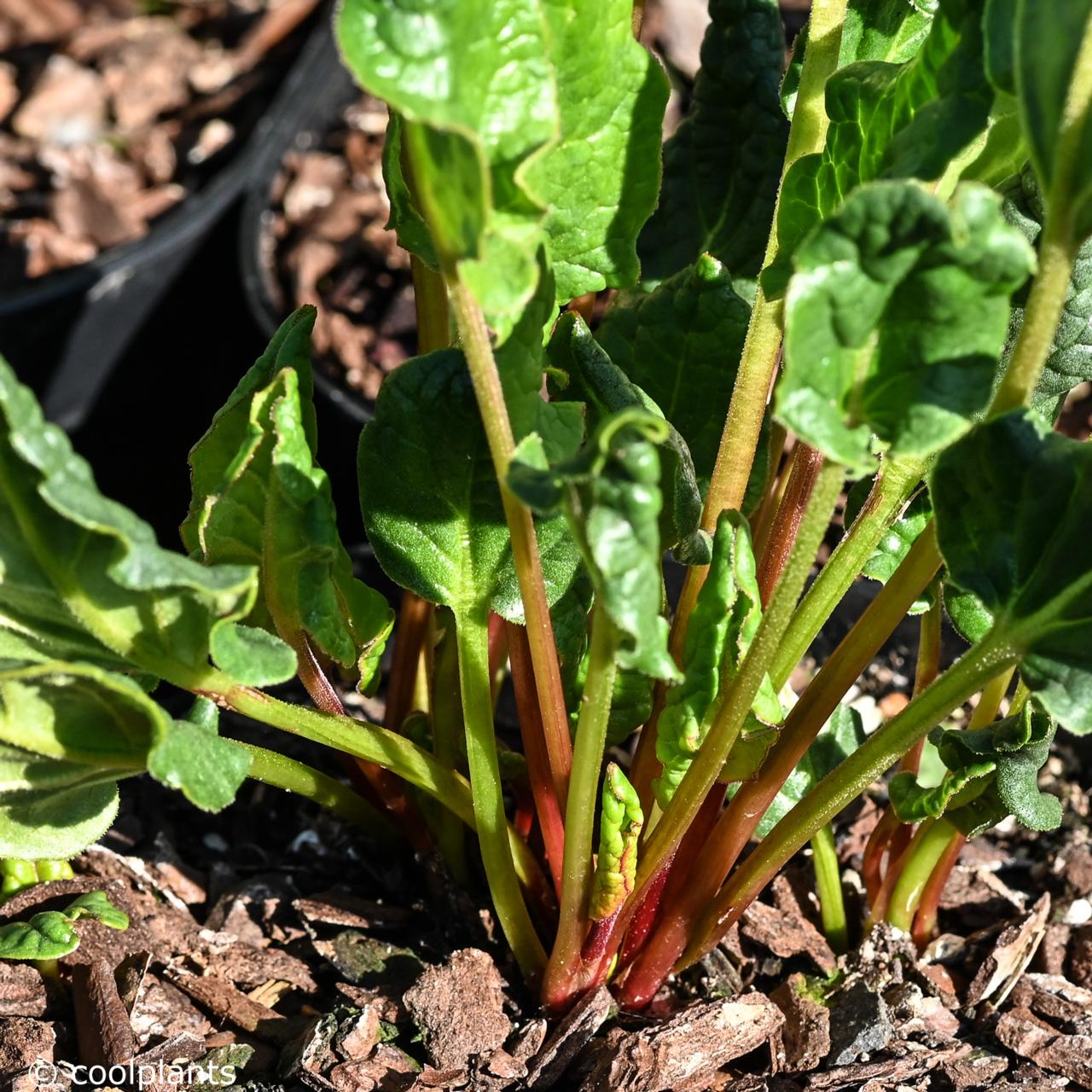 Rheum 'Salad Passion' plant