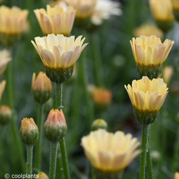 Rhodanthemum hosmariense 'Zagora Yellow' plant