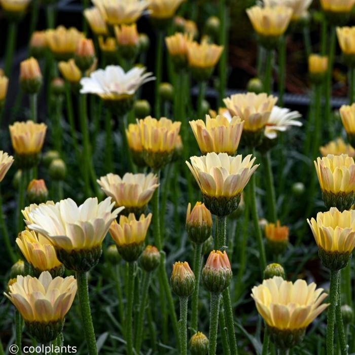 Rhodanthemum hosmariense 'Zagora Yellow' plant