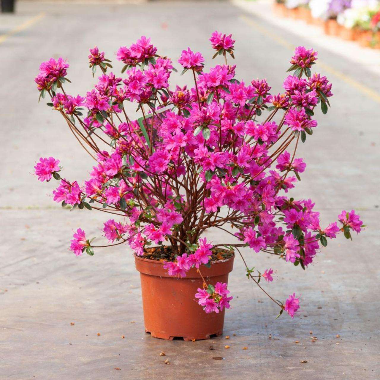 Rhododendron (AJ) 'Amoena' plant
