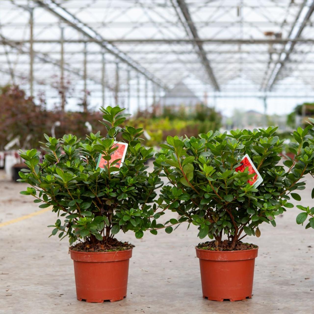 Rhododendron (AJ) 'Ardeur' plant