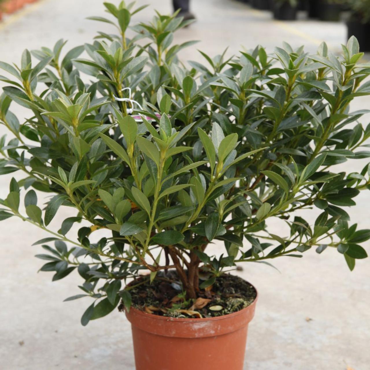 Rhododendron (AJ) 'Blaue Donau' plant