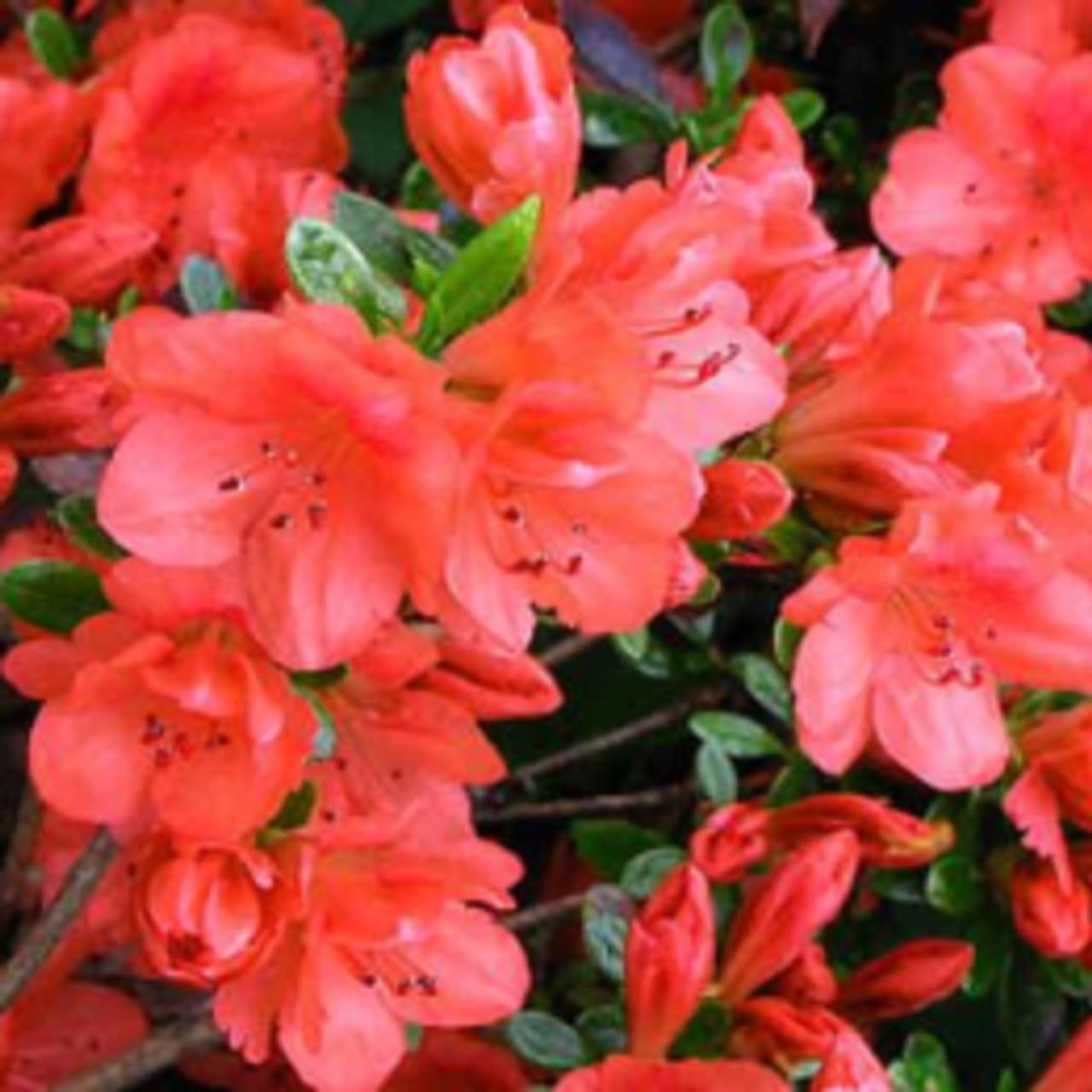 Rhododendron (AJ) 'Geisha Orange' plant