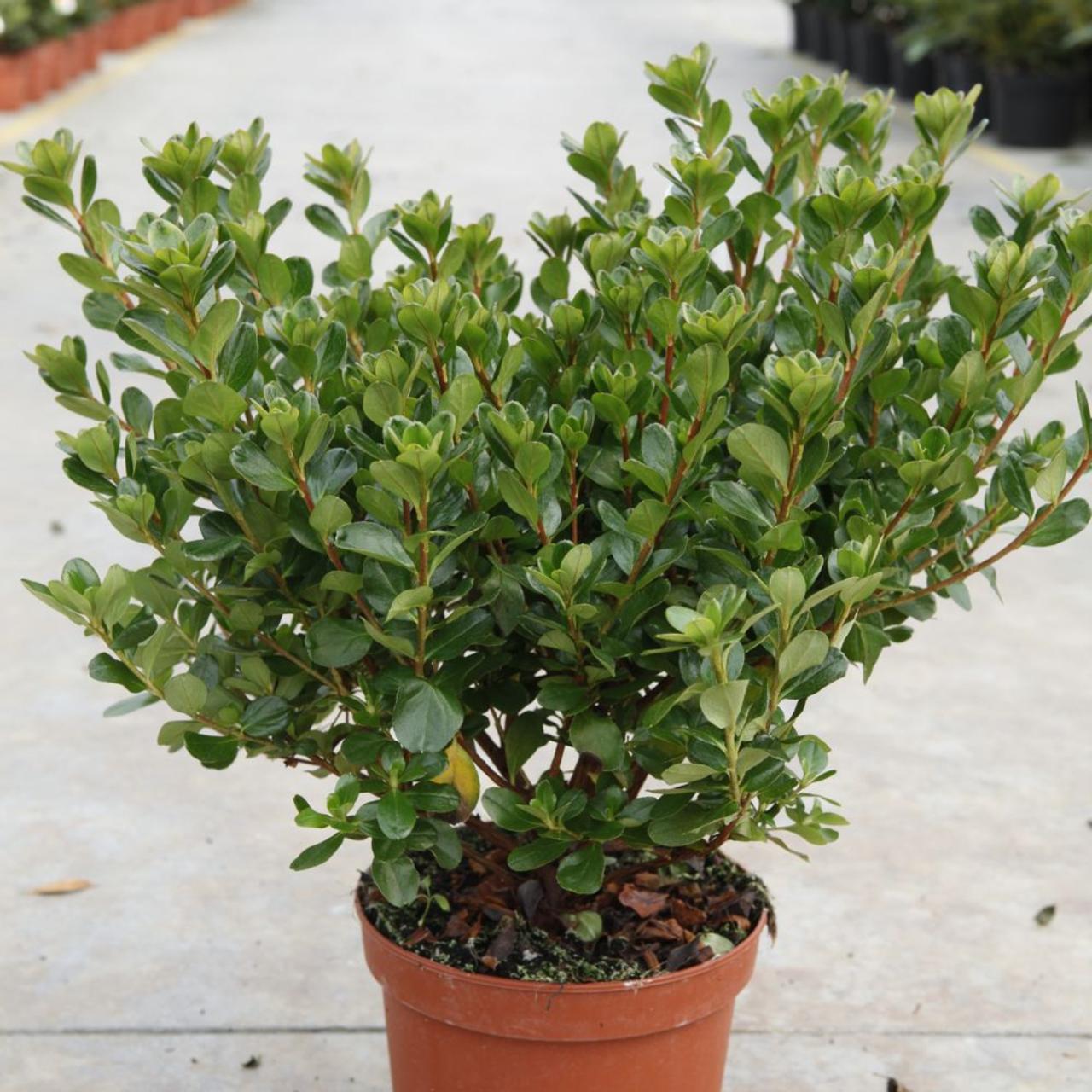 Rhododendron (AJ) 'Hino Crimson' plant