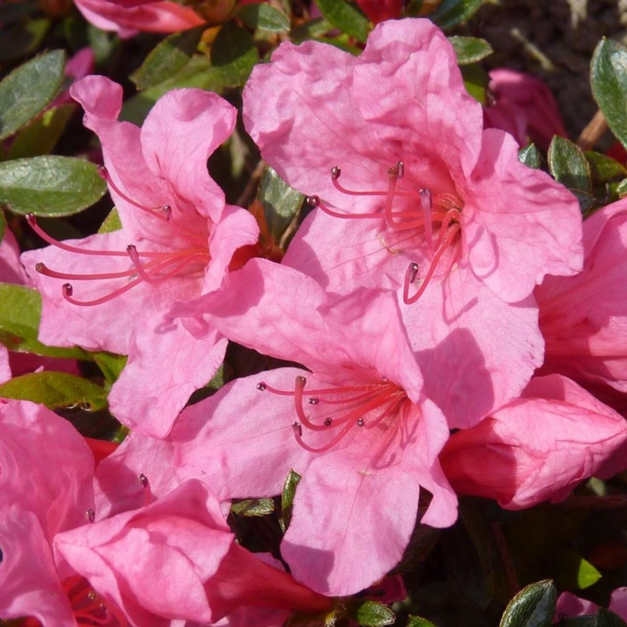 Rhododendron (AJ) 'Mad. van Hecke' plant