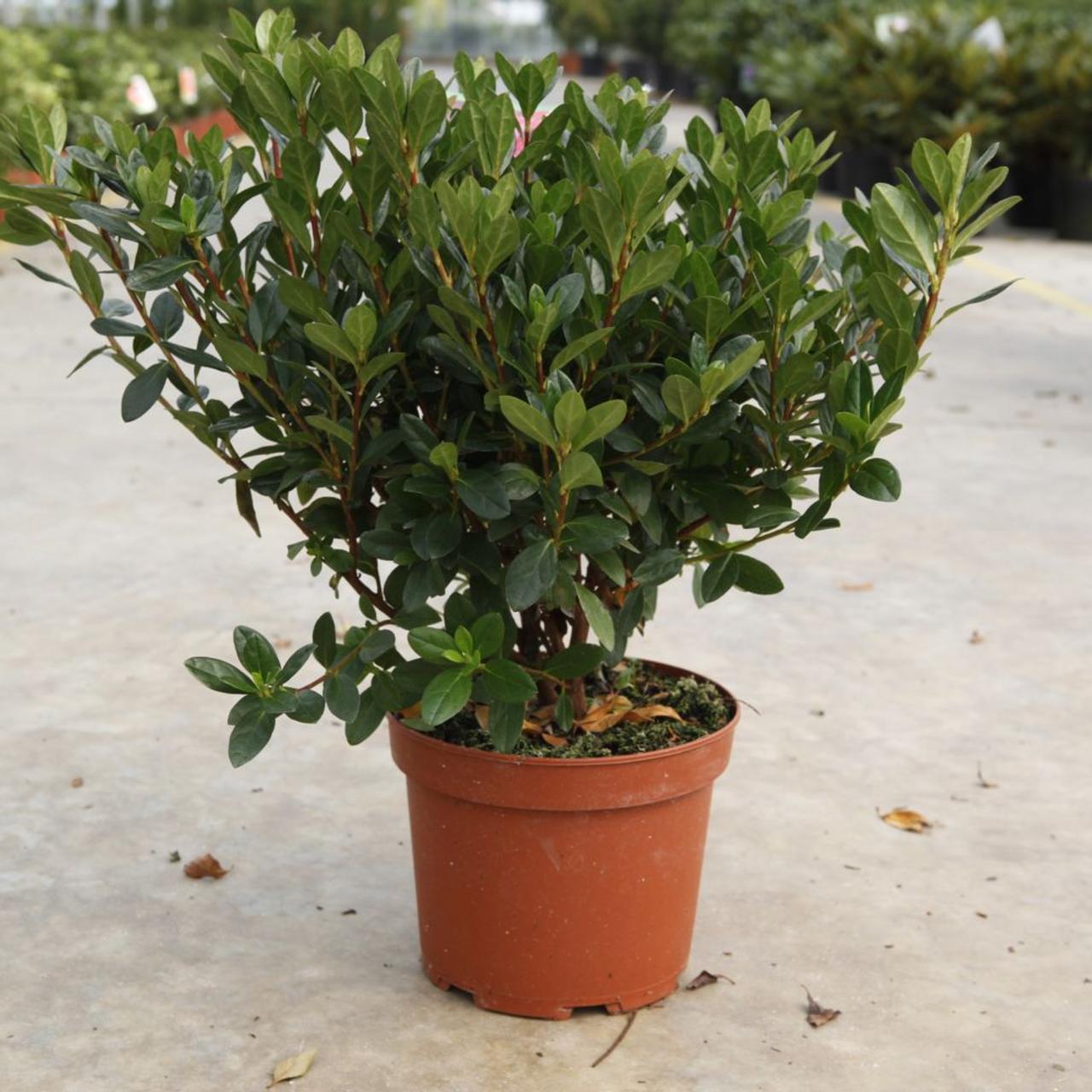 Rhododendron (AJ) 'Madame Galle' plant