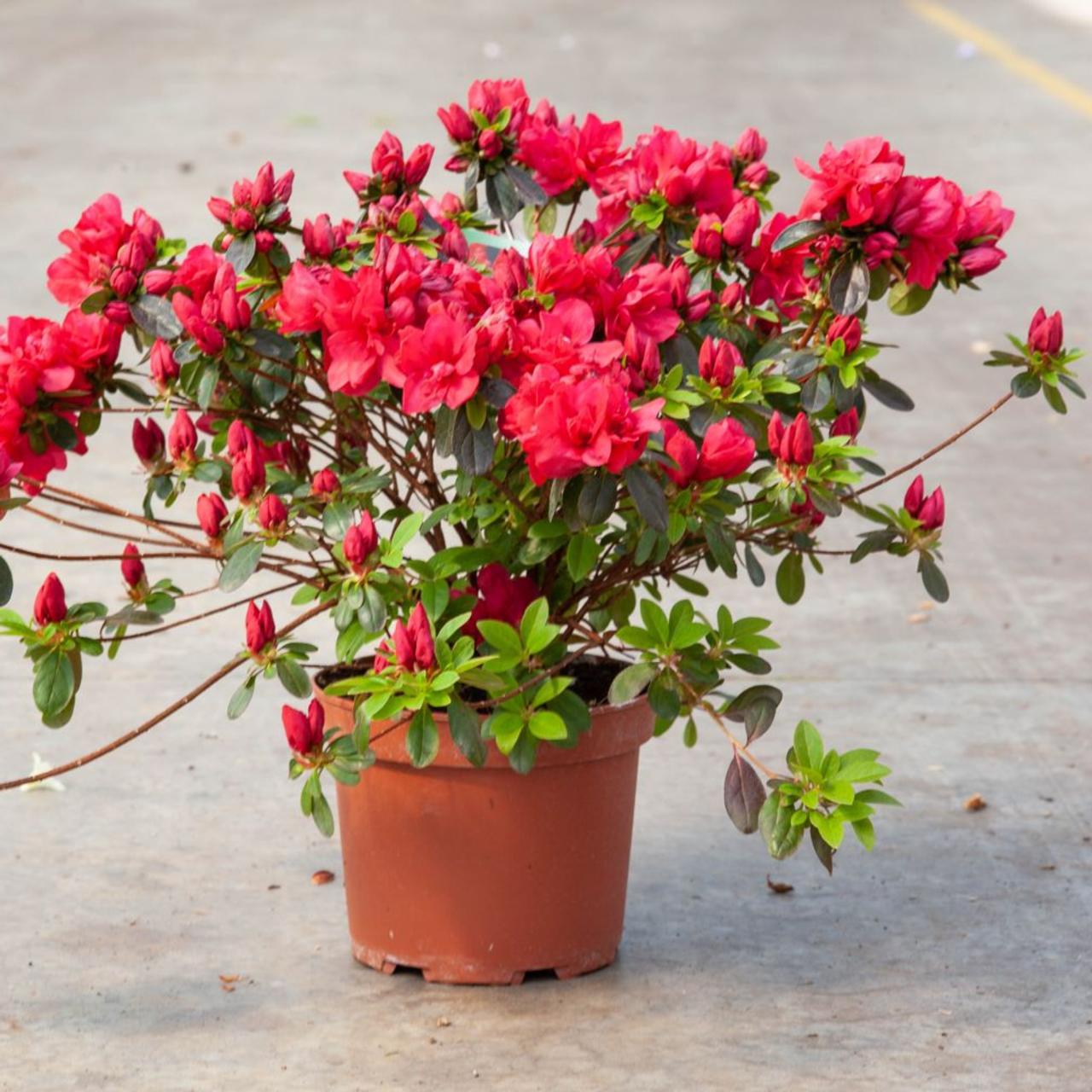 Rhododendron (AJ) 'Moederkensdag' plant