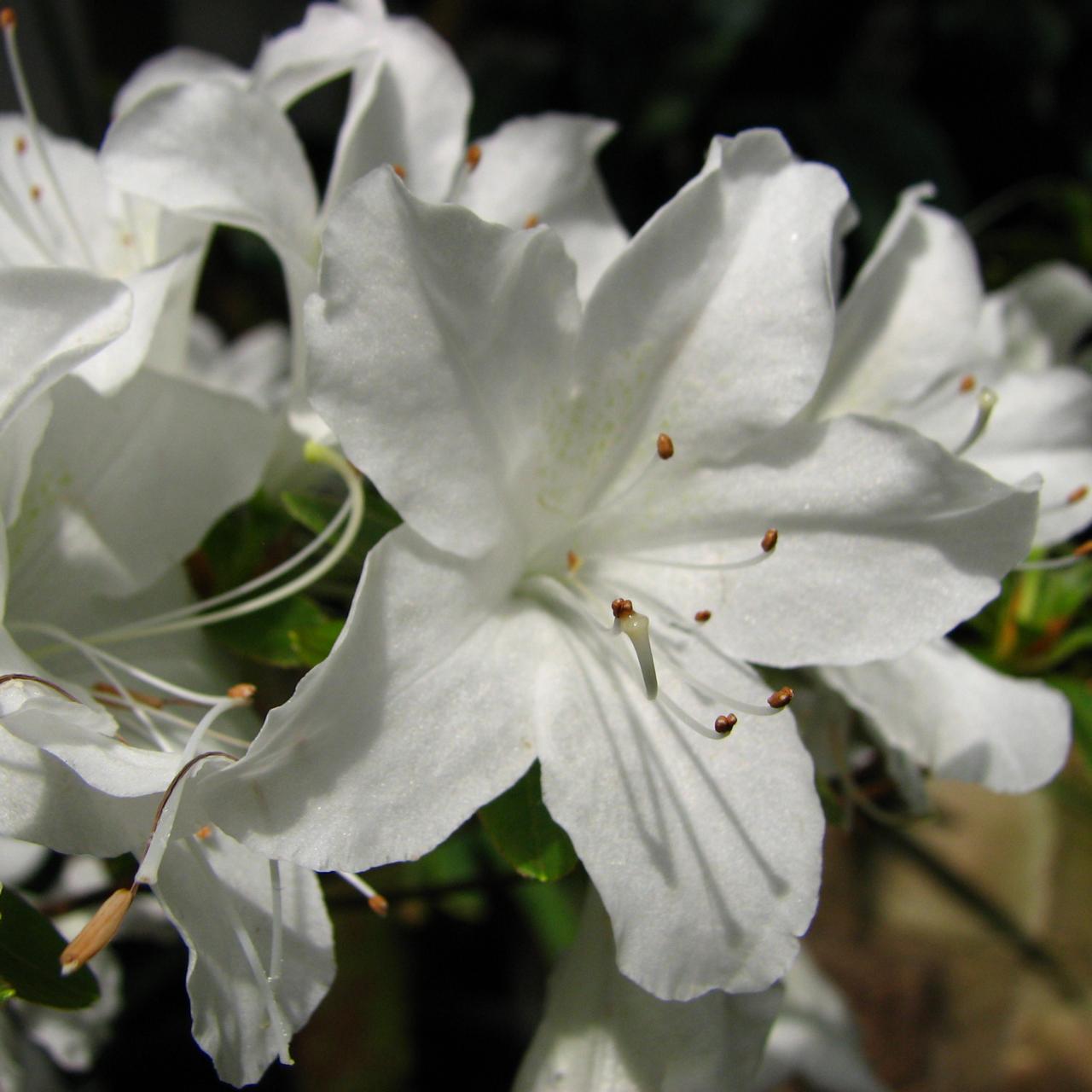 Rhododendron (AJ) 'Palestrina' plant