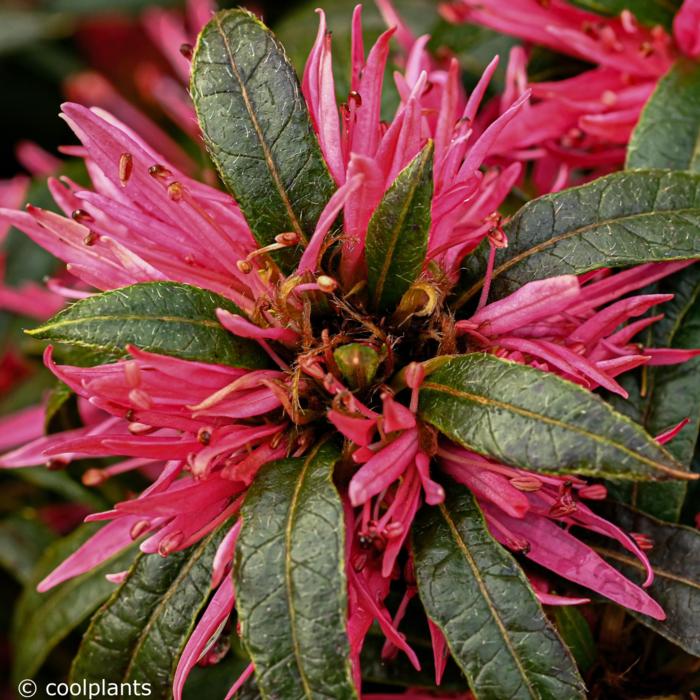 Rhododendron (AJ) 'Starstyle Pink' plant