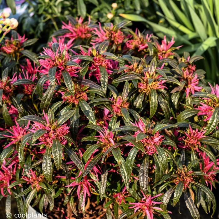 Rhododendron (AJ) 'Starstyle Pink' plant