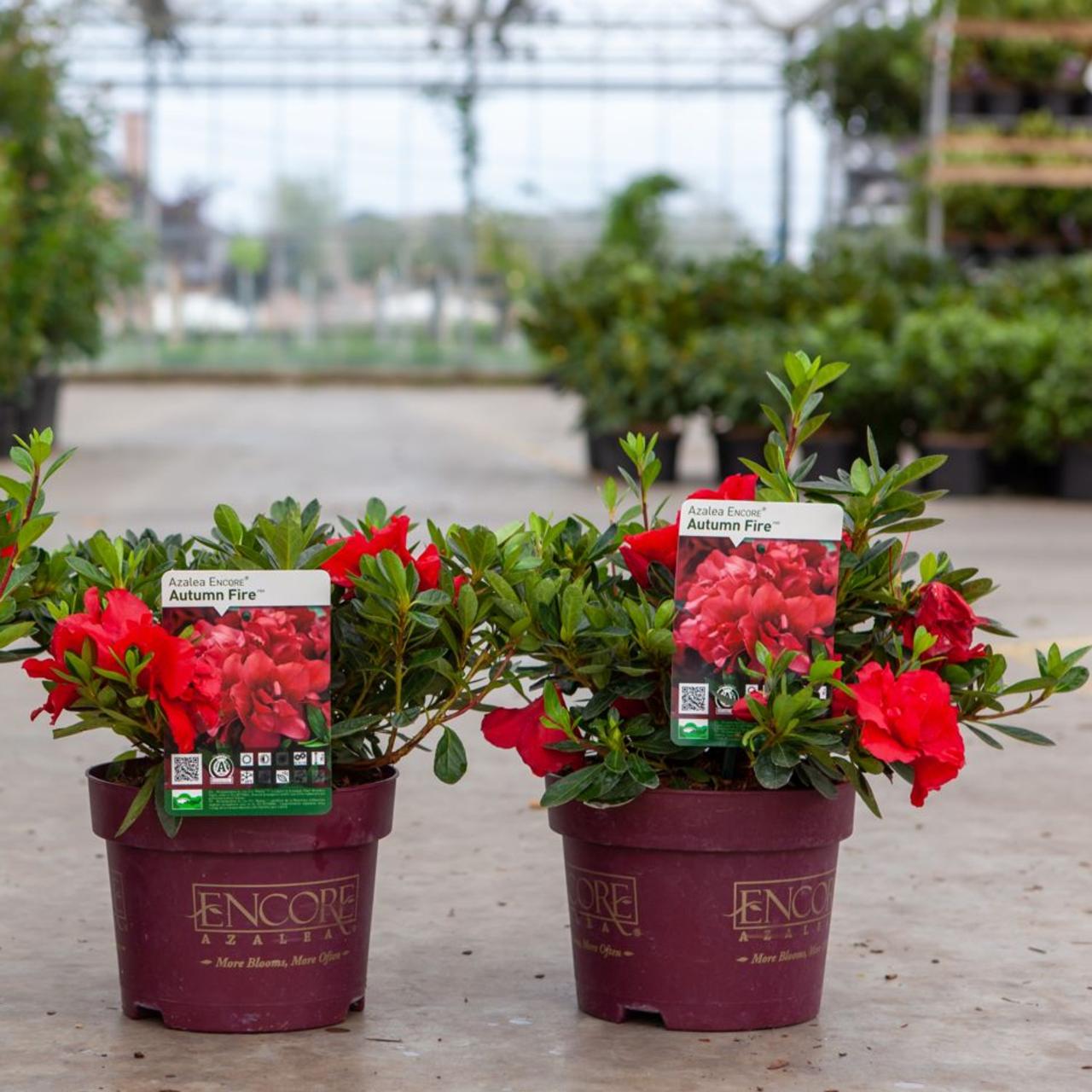 Rhododendron 'Autumn Fire' plant