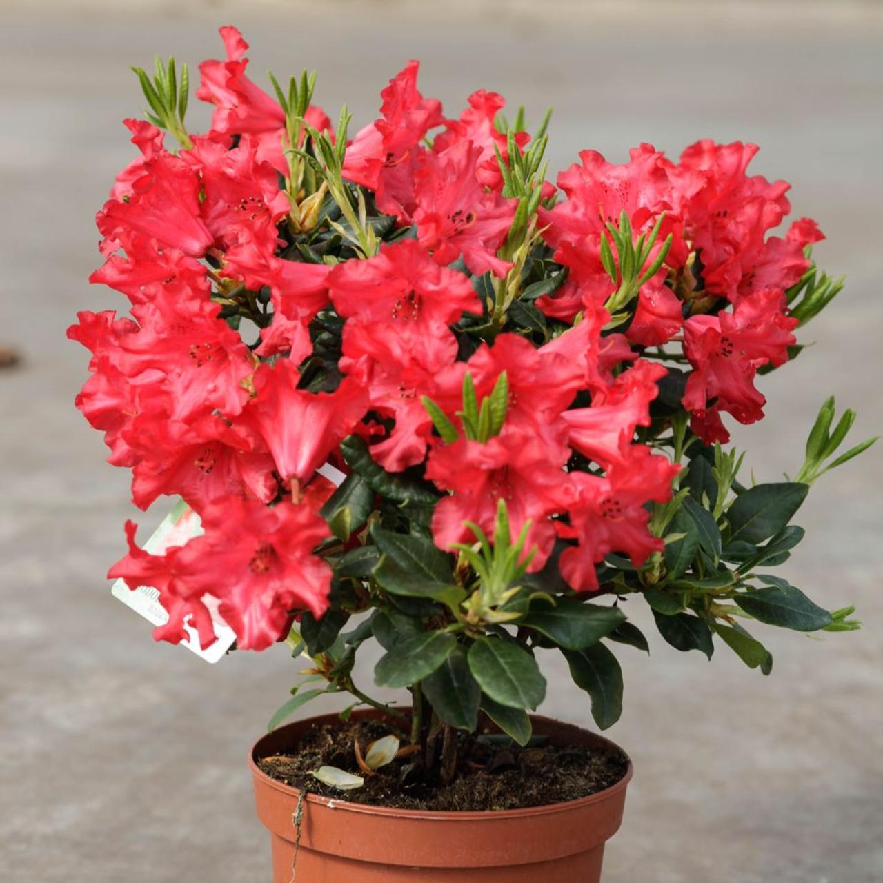 Rhododendron 'Baden Baden' plant