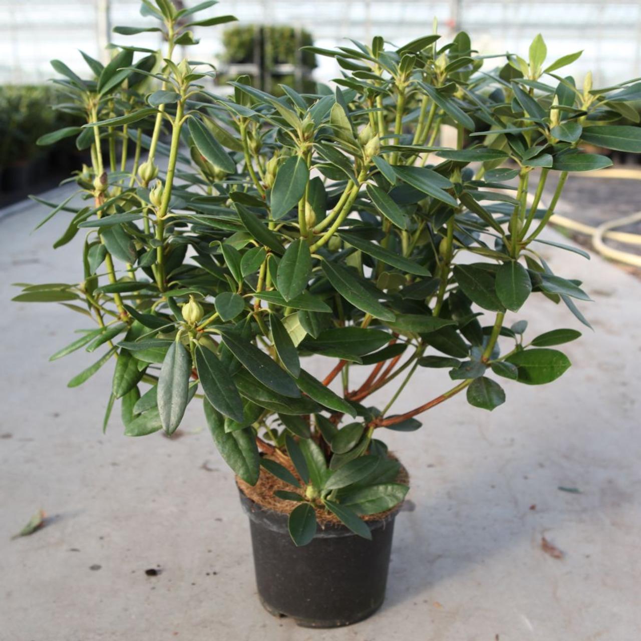 Rhododendron 'Catawbiense Grandiflorum' plant