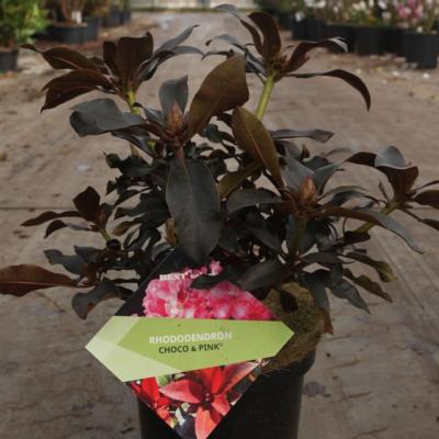 rhododendron-choco-pink