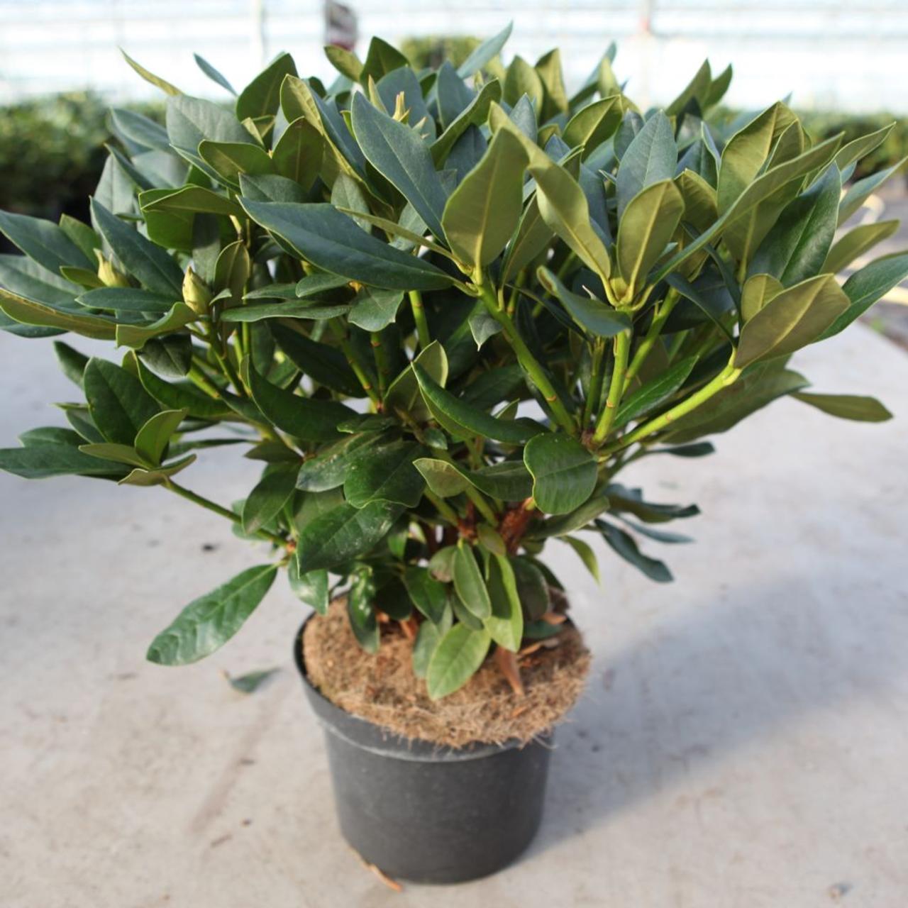 Rhododendron 'Cunningham White' plant