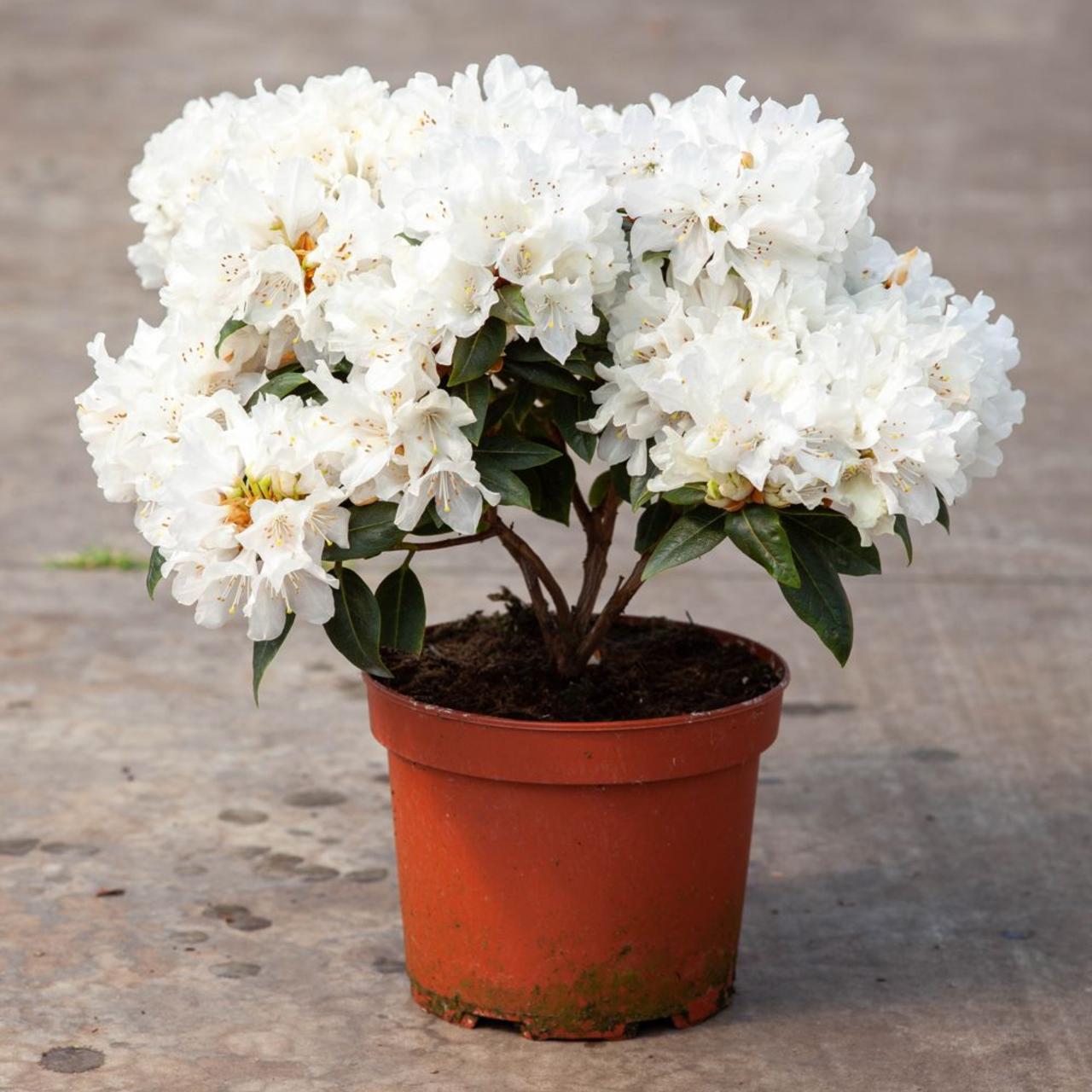 Rhododendron 'Dora Amateis' plant
