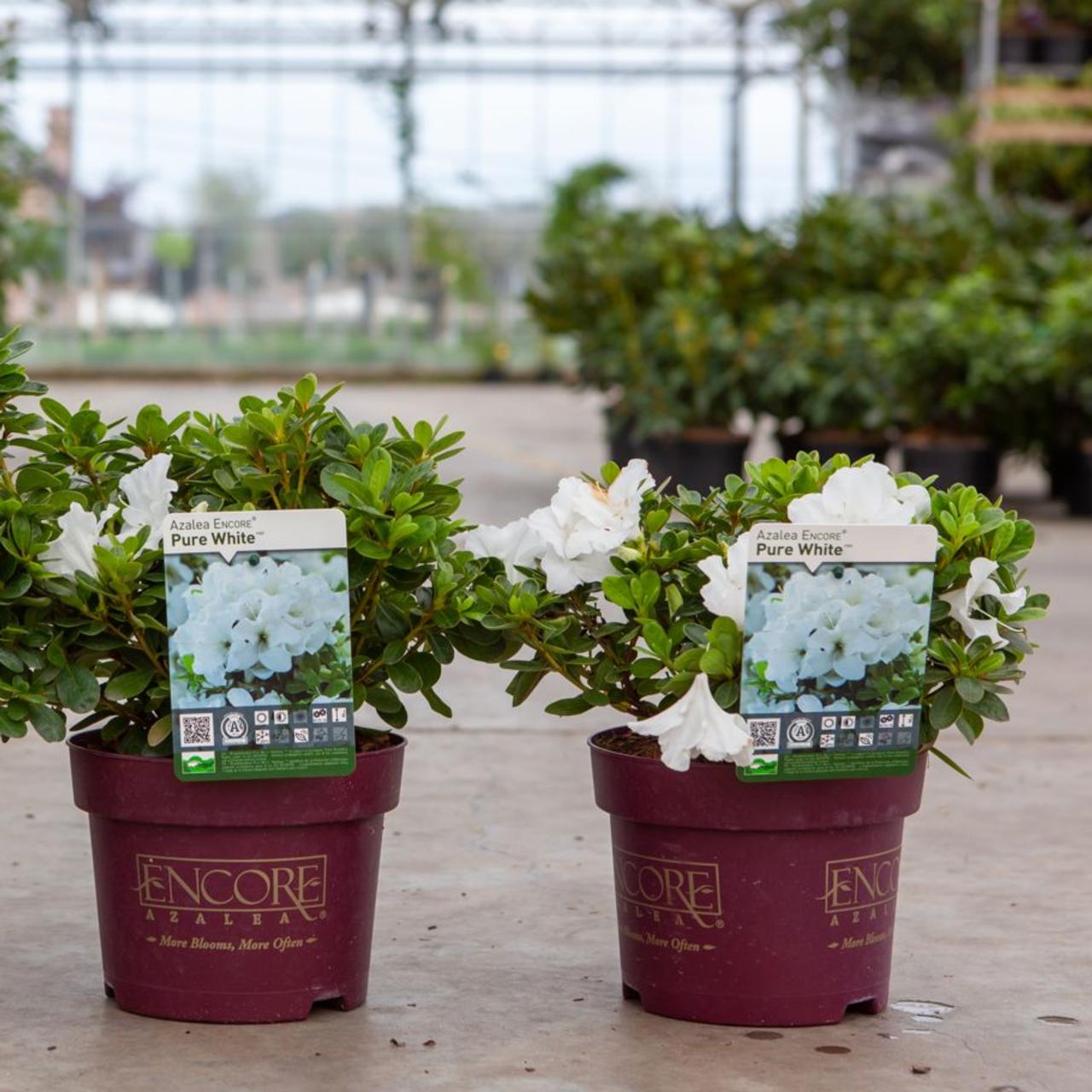 Rhododendron Encore PURE WHITE plant