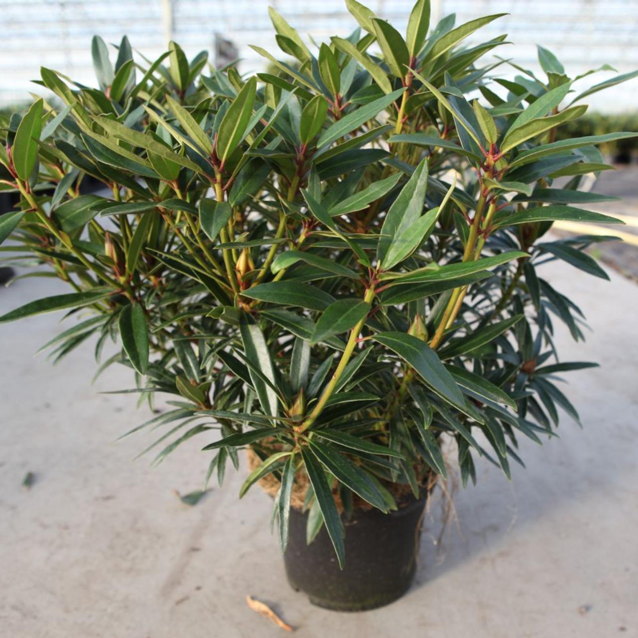 Rhododendron 'Graziella' plant